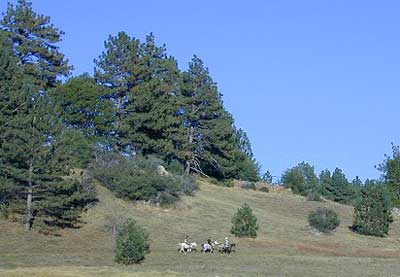 San Diego Backcountry Horses
