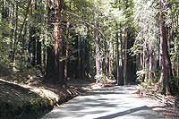 redwood drive