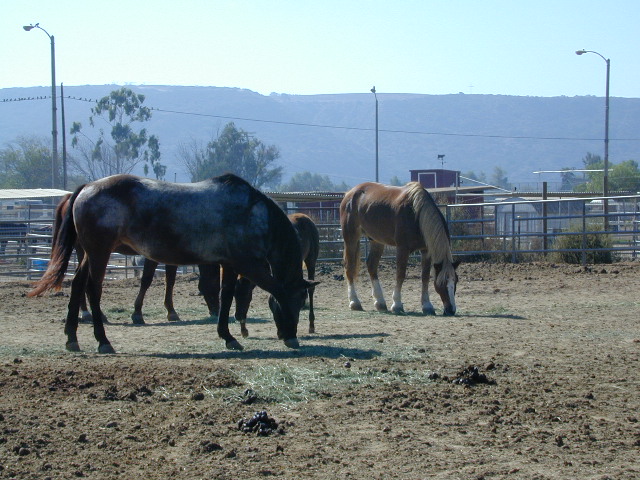 California Baja Horses