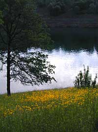 wildflowers at lake
