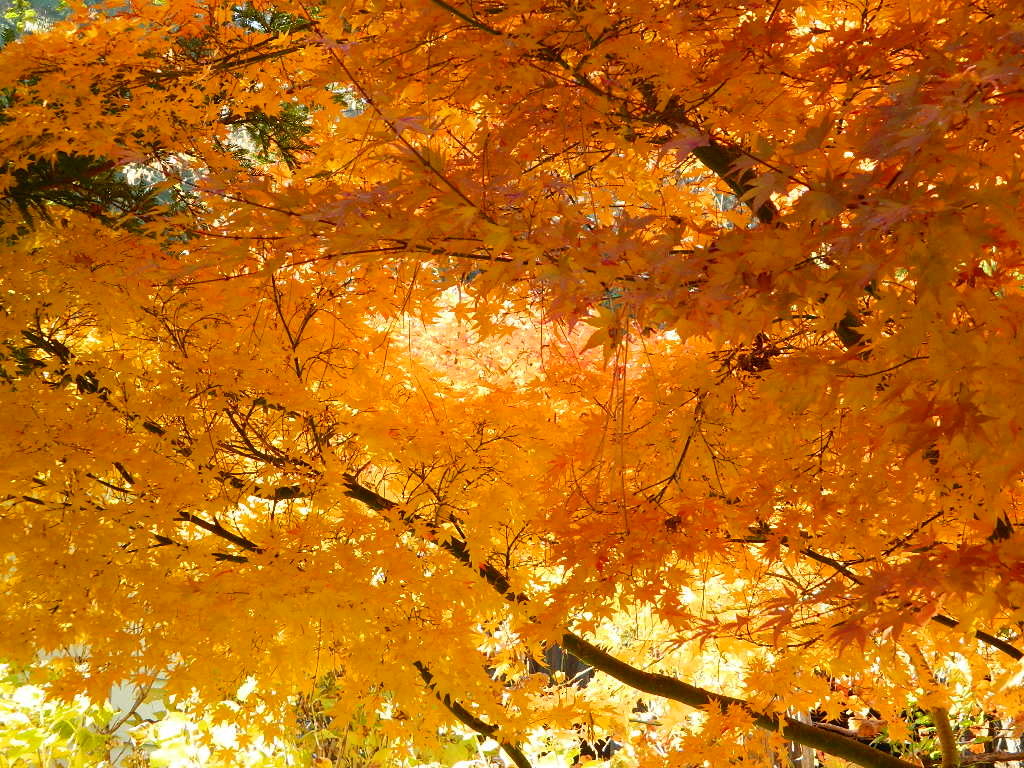 Fall colors in Berry Creek, CA