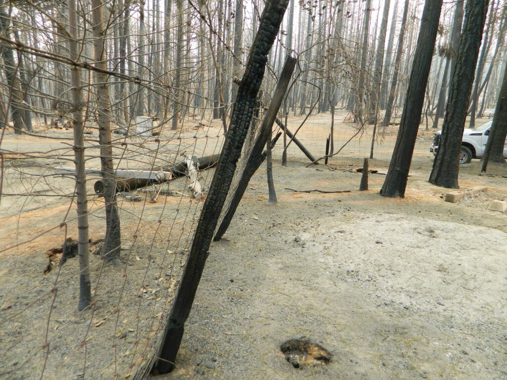 wildfire aftermath