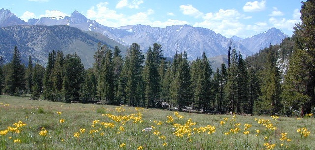 California Meadow