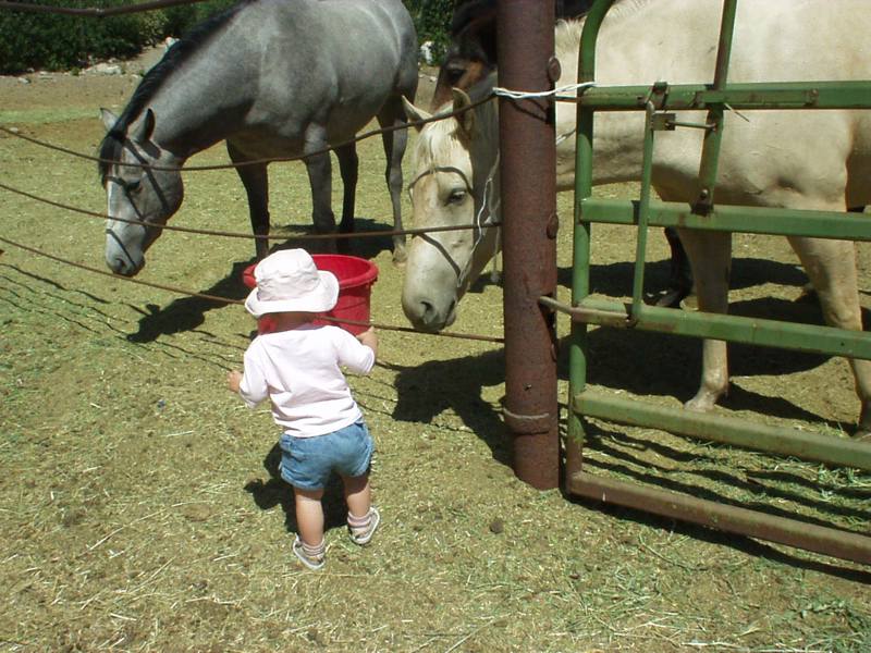horse and baby