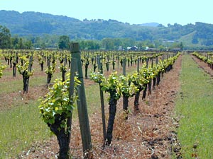 CA wineries