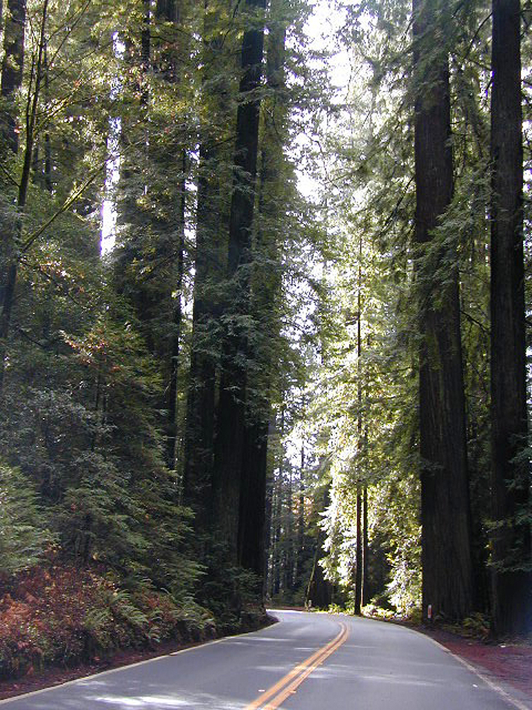 California Redwoods 101
