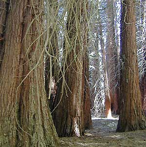 Big Bear Sequoias
