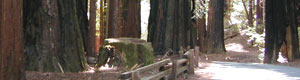 redwood cabins
