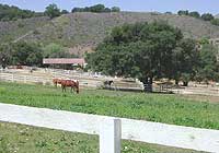 Rancho Osos Guest Ranch Horses