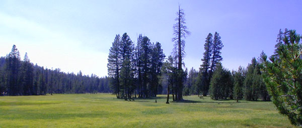 Sierra Meadows