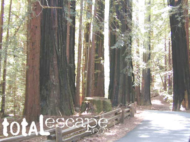 redwoods Santa Cruz