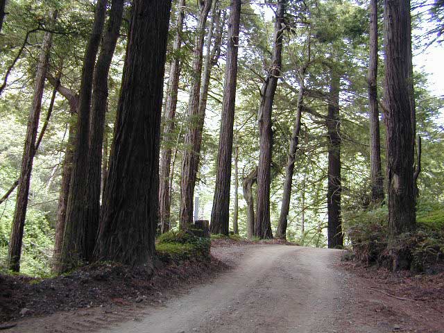redwood drives