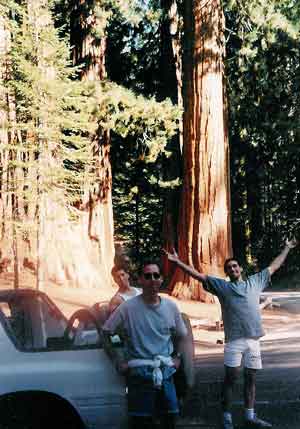 Sequoia sierra