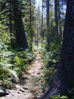Sierra Hiking Path