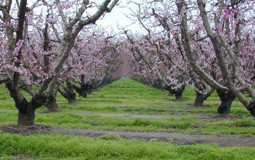Orchards Blooming San Joaquin Valley
