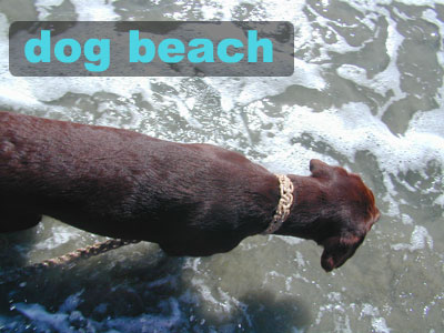 Dog Beaches