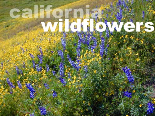 wildflowers in california