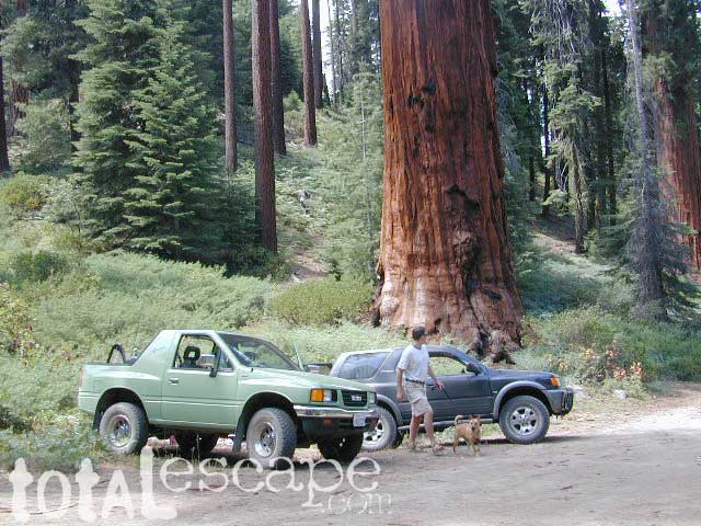 Sequoia groves