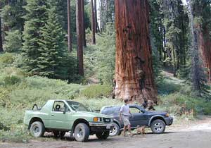 sequoia groves