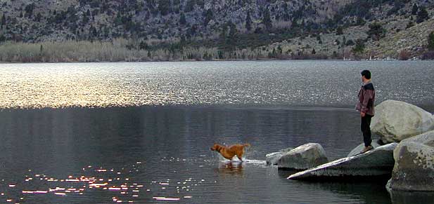 Dogs in Lake