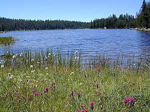 lake wildflowers