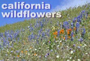 calif wildflowers