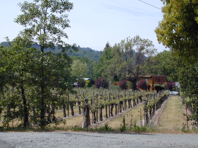 vineyard scene