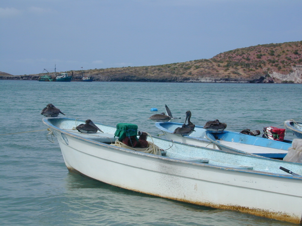 LaPaz Boats