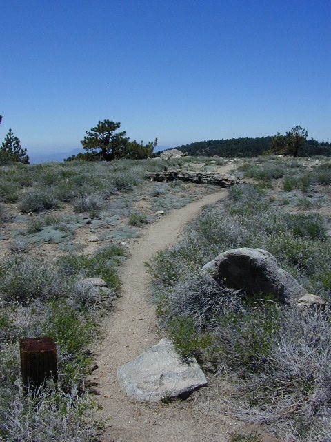 Trails on Pinos