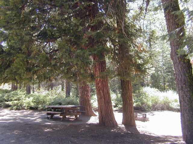 Sequoia campsite