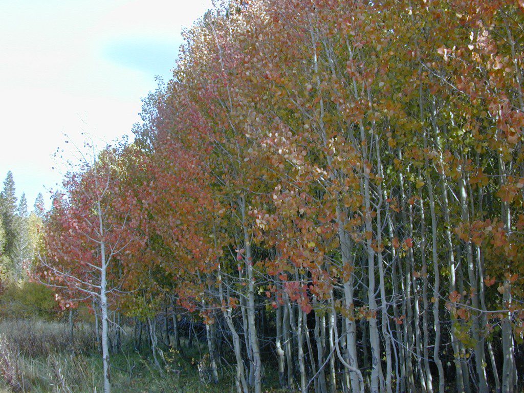 Autumn Eastern Sierras