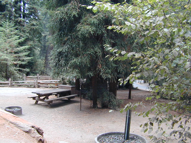 San Francisco Redwood State Park 