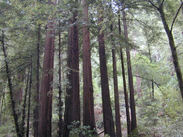 Marin Redwoods