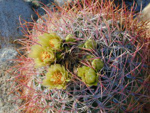 Barrel Cactus Anza