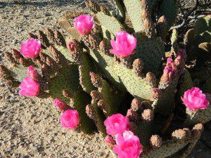 Pink Cactus Bloom