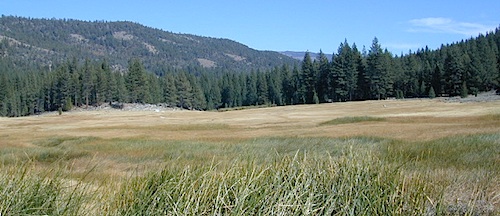 meadow views