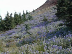 lupine slopes