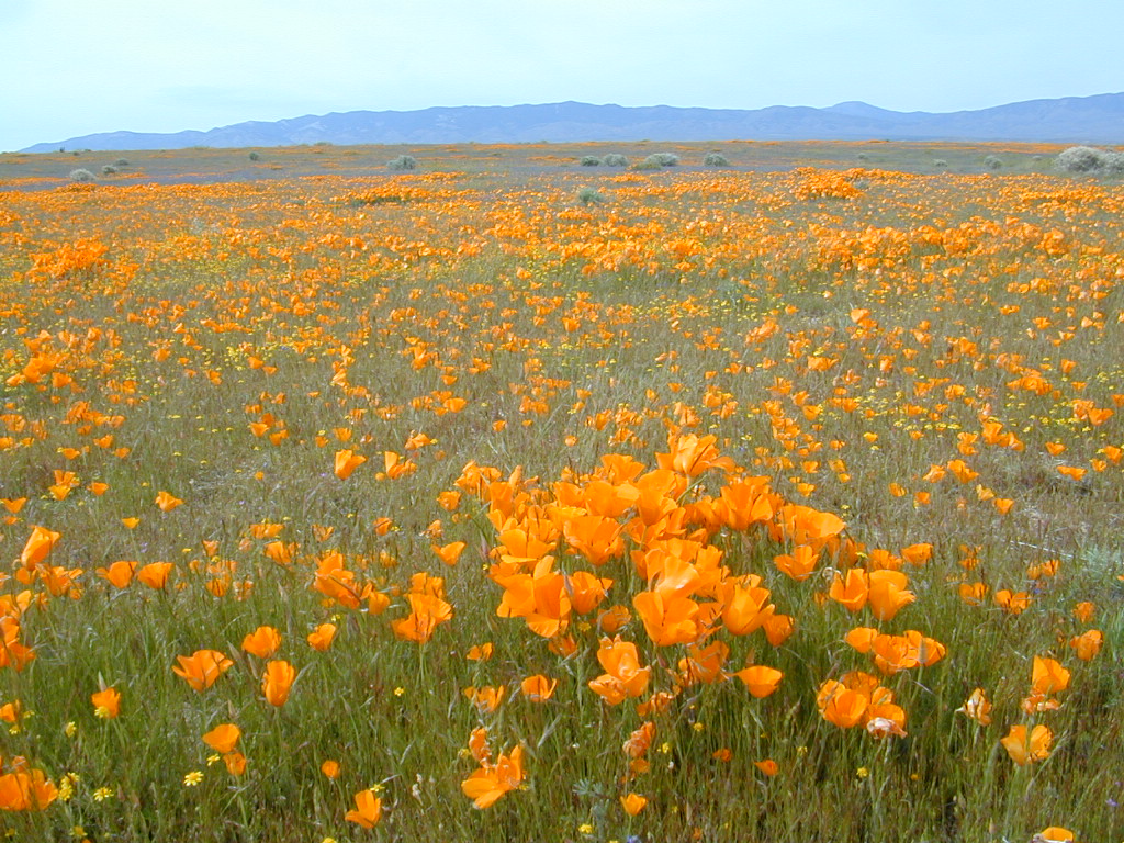 poppy fields