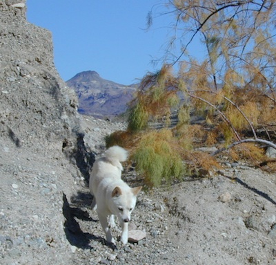desert dog white